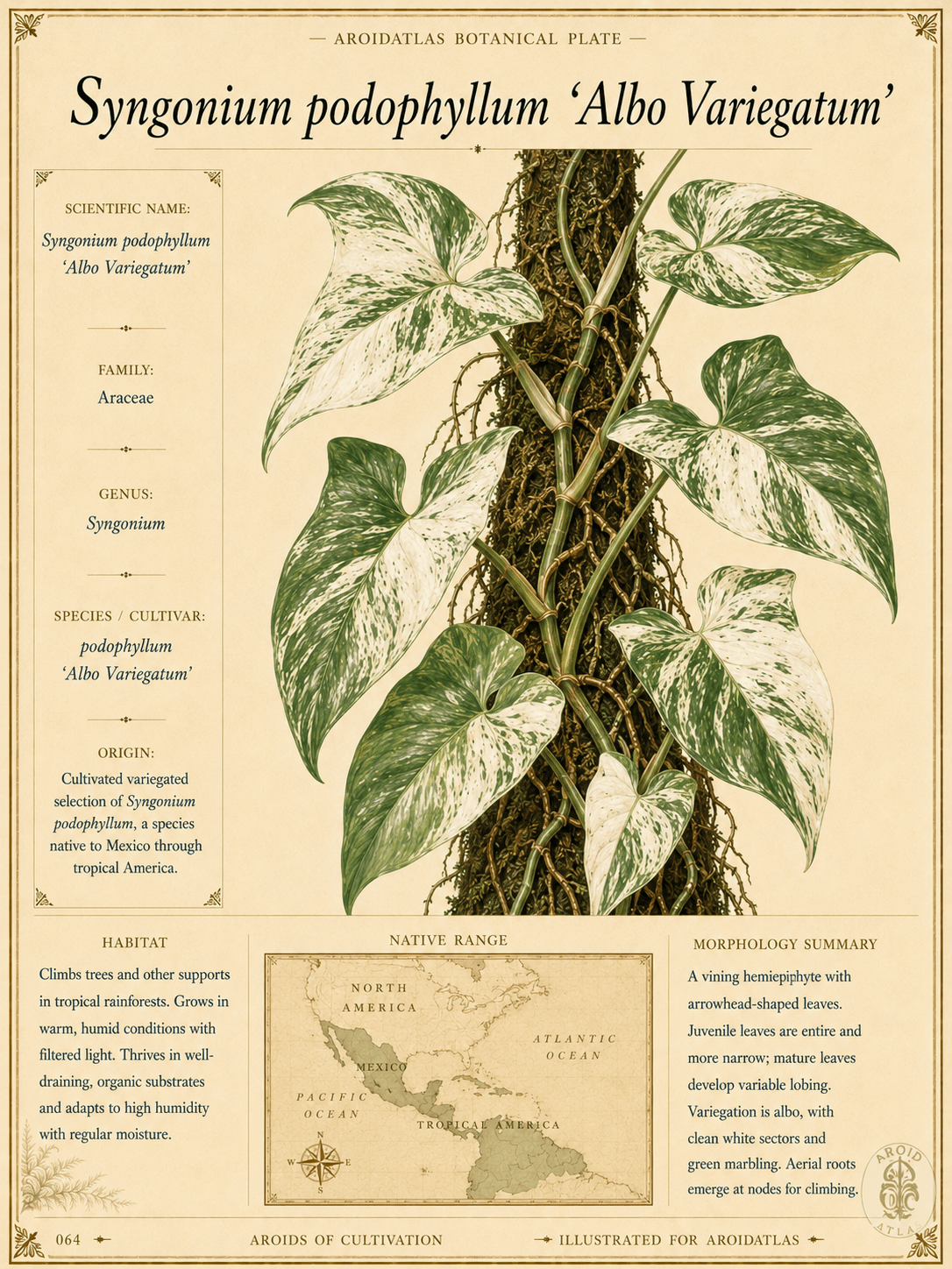 Albo Variegated Syngonium