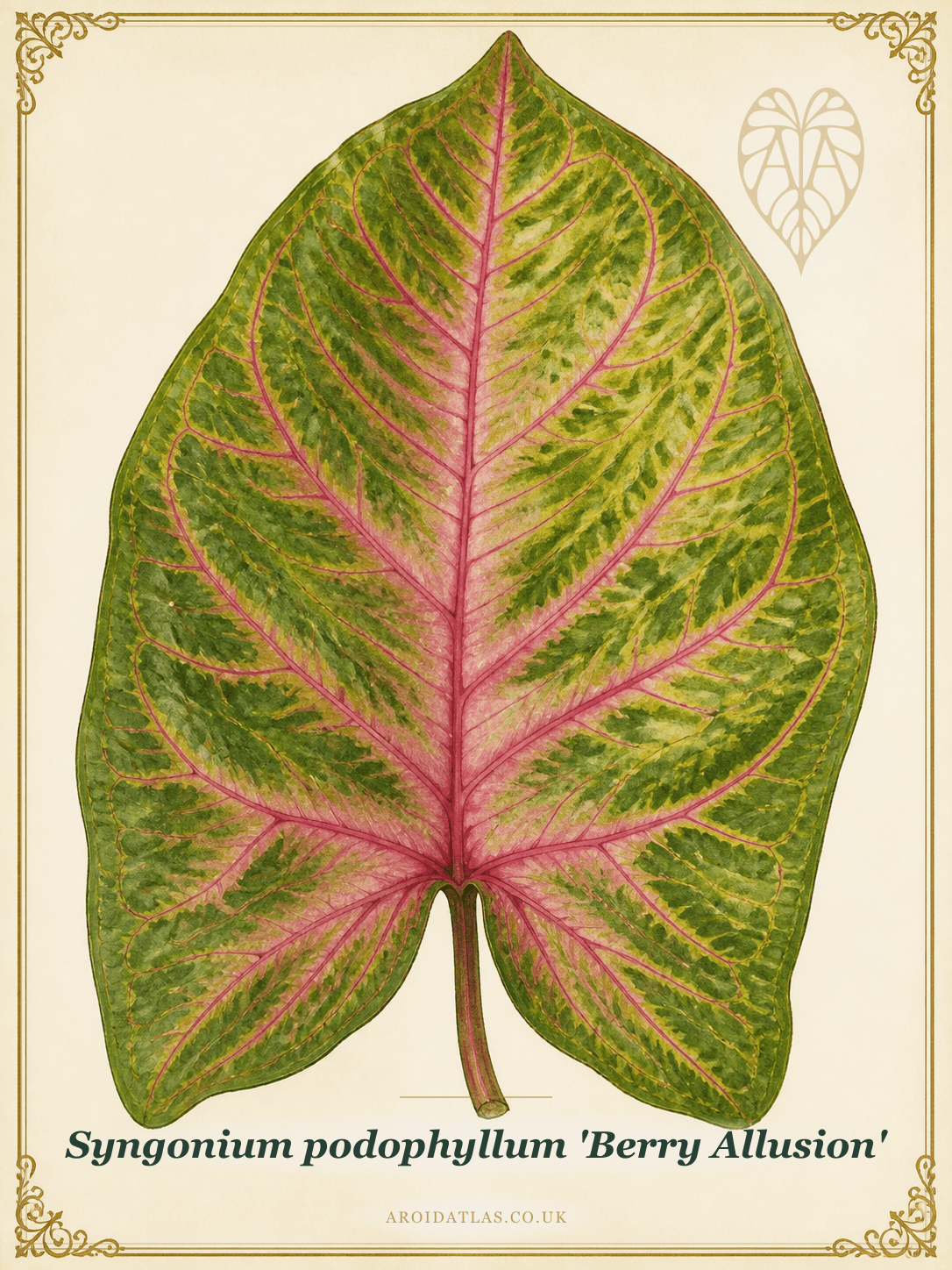 Berry Allusion Arrowhead Vine