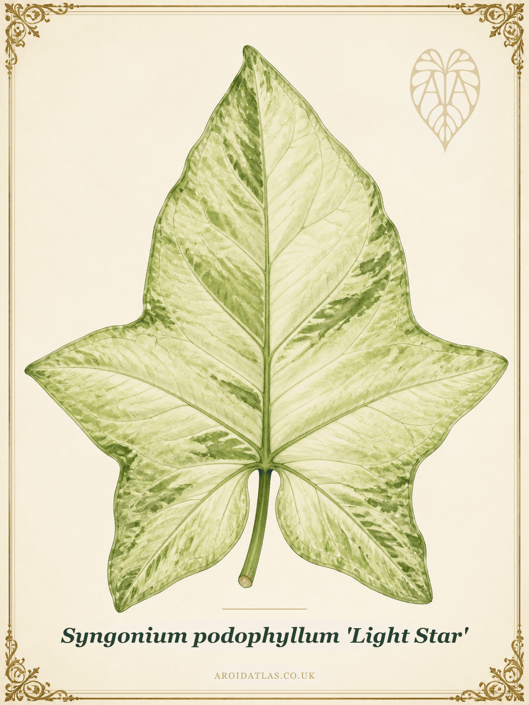Light Star Arrowhead Vine