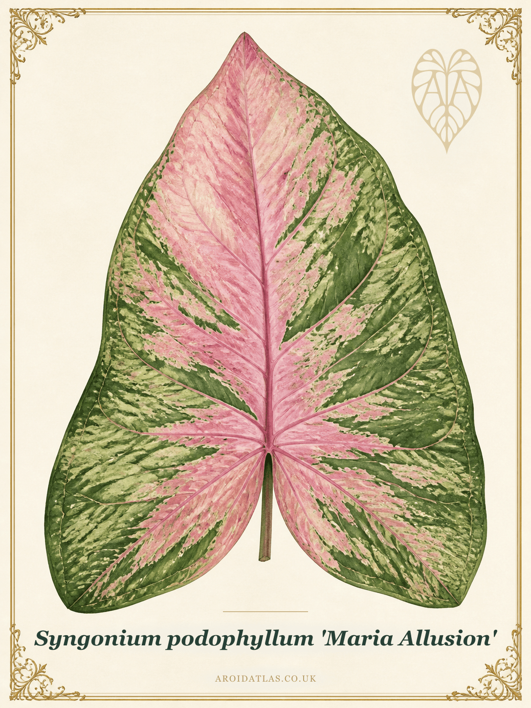 Maria Allusion Arrowhead Vine