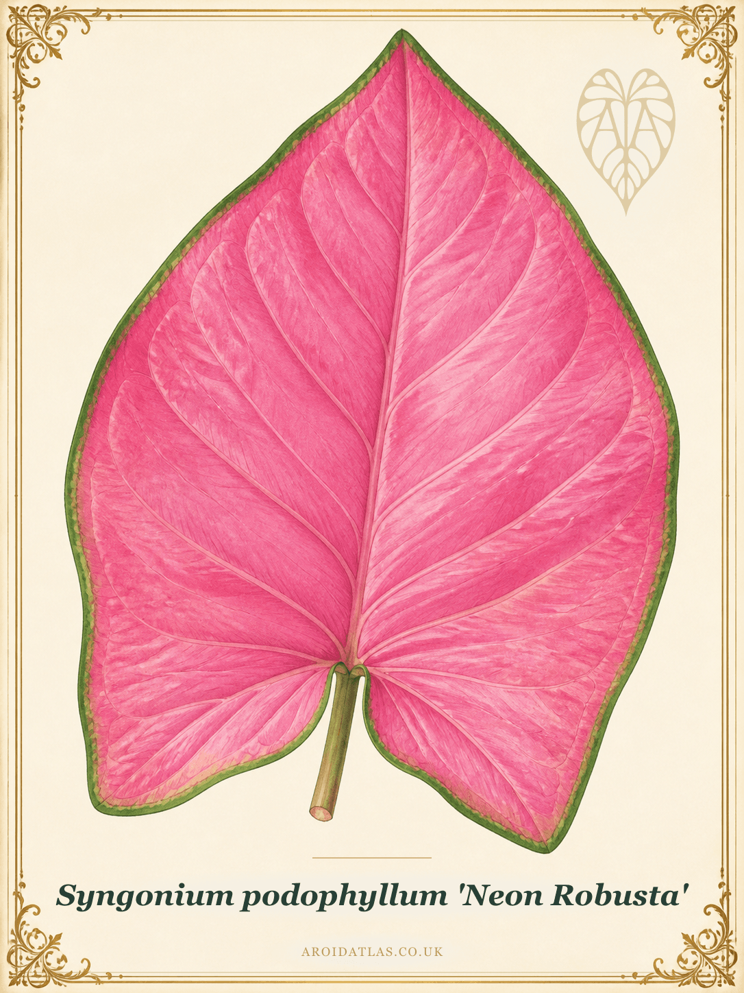 Neon Robusta Arrowhead Vine