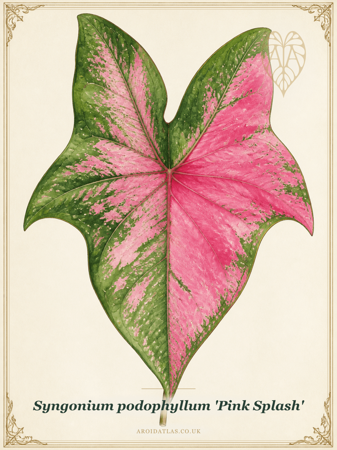 Pink Splash Arrowhead Vine