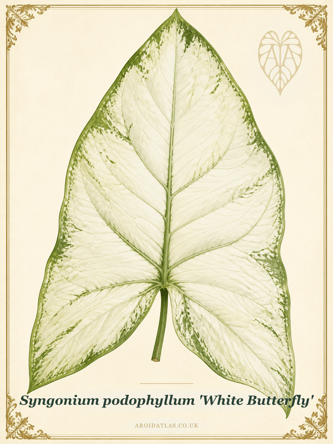 White Butterfly Arrowhead Vine