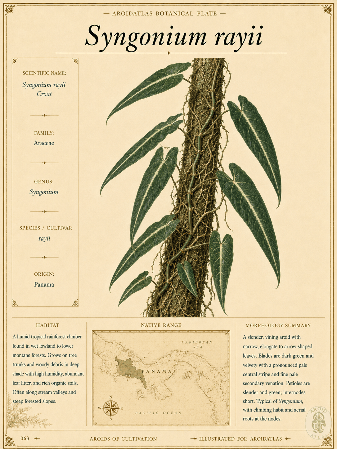 Syngonium rayii