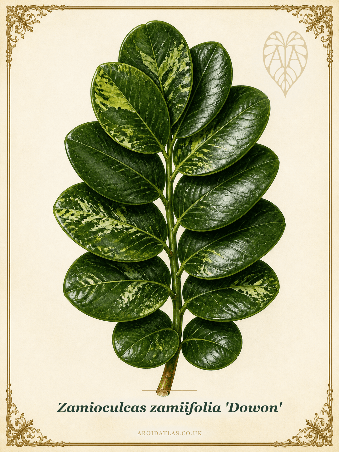 Dowon ZZ Plant