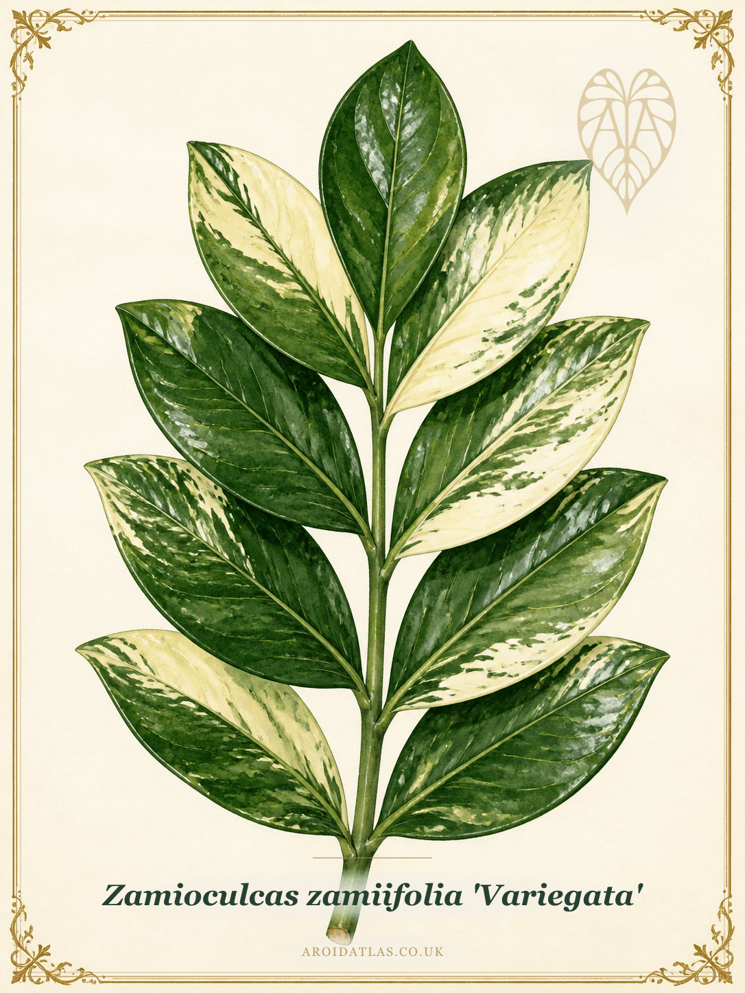 Variegated ZZ Plant