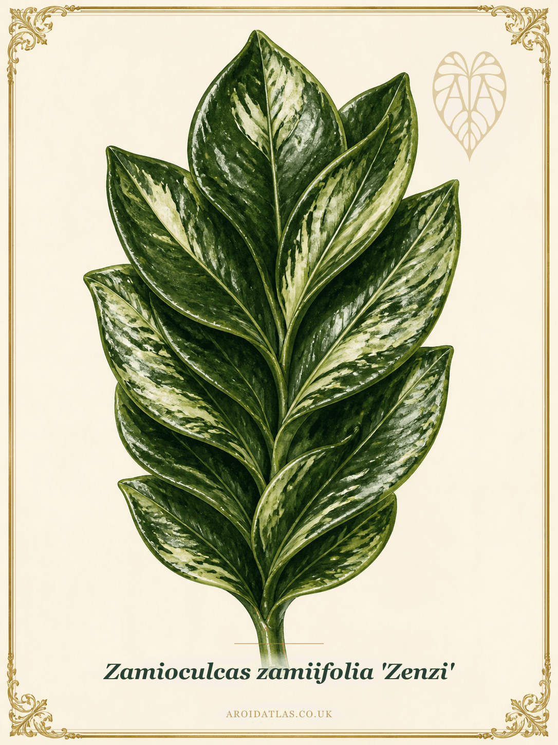 Zenzi ZZ Plant