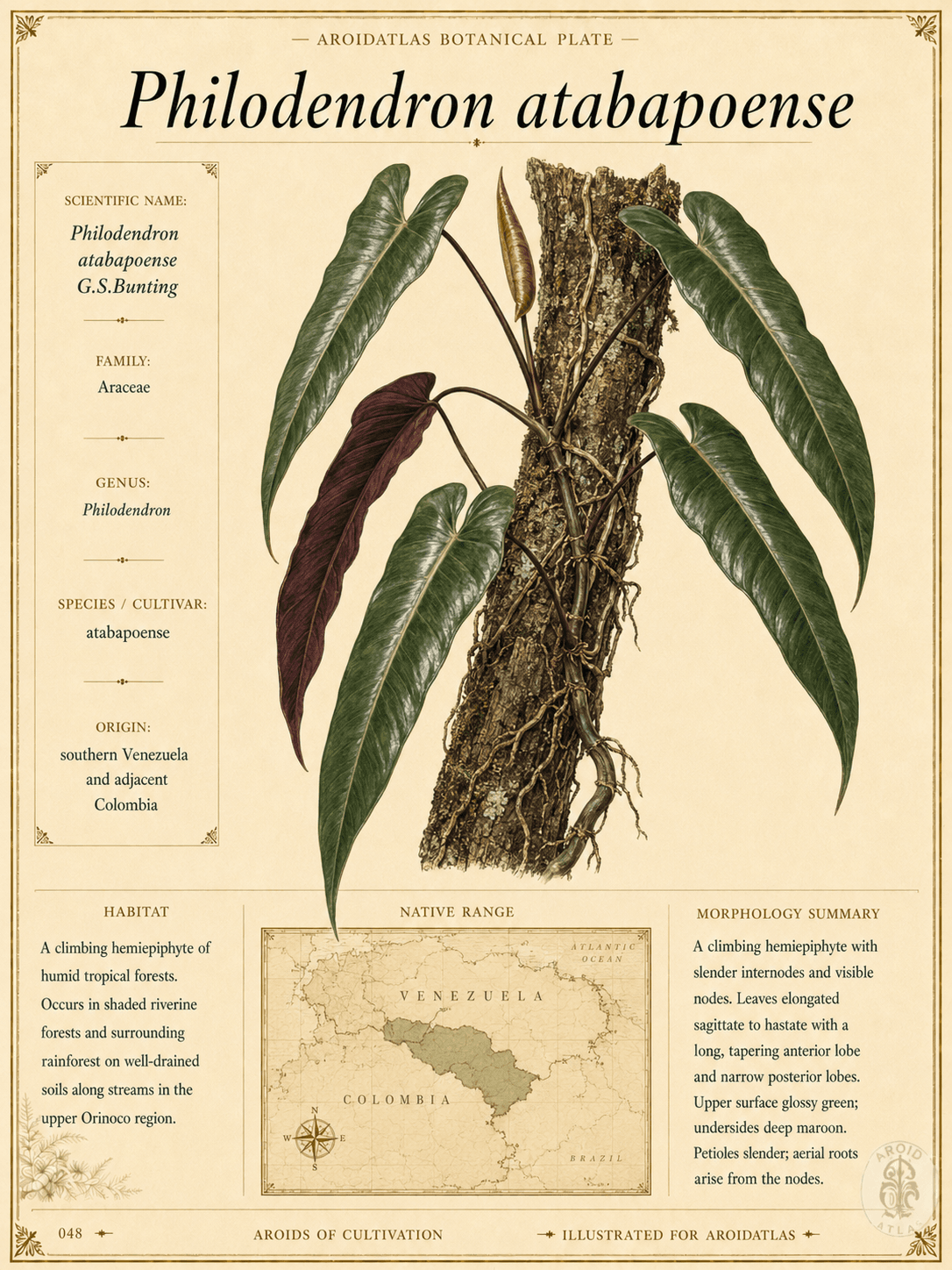 Atabapo Philodendron