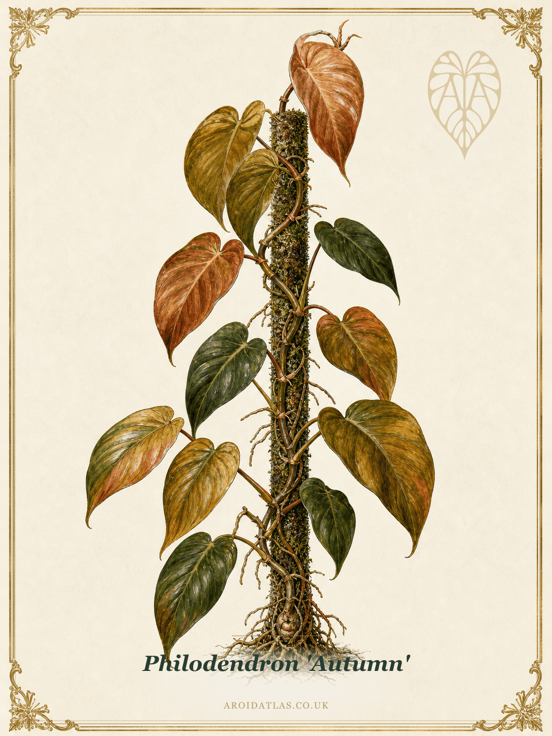 Autumn Philodendron