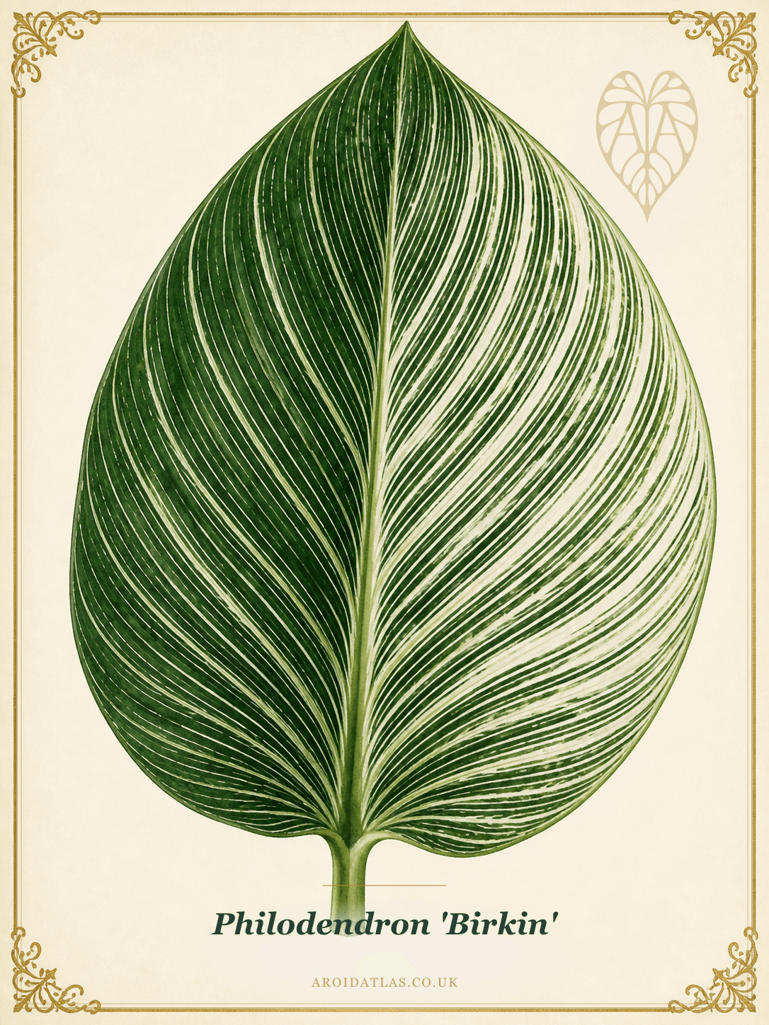 Birkin Philodendron