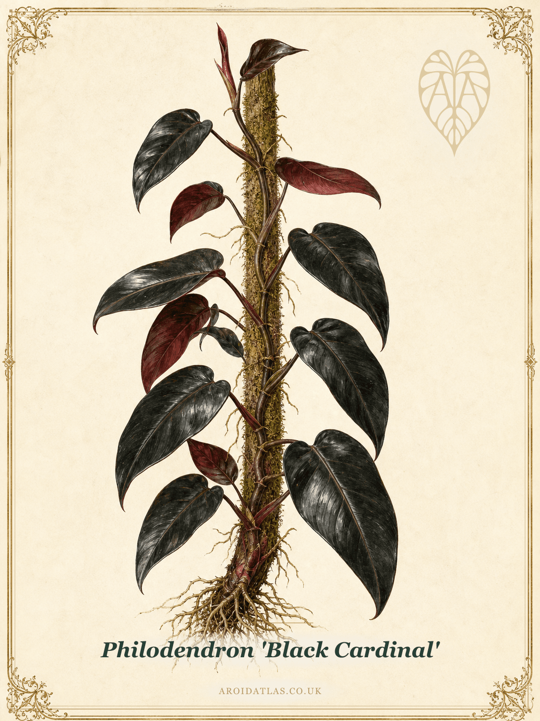Black Cardinal Philodendron