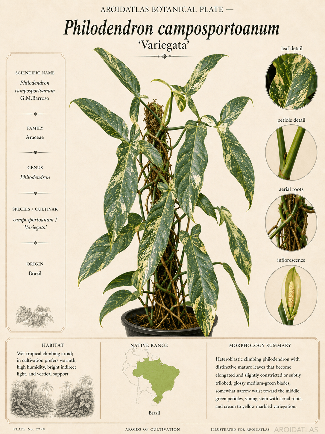 Variegated Camposportoanum Philodendron