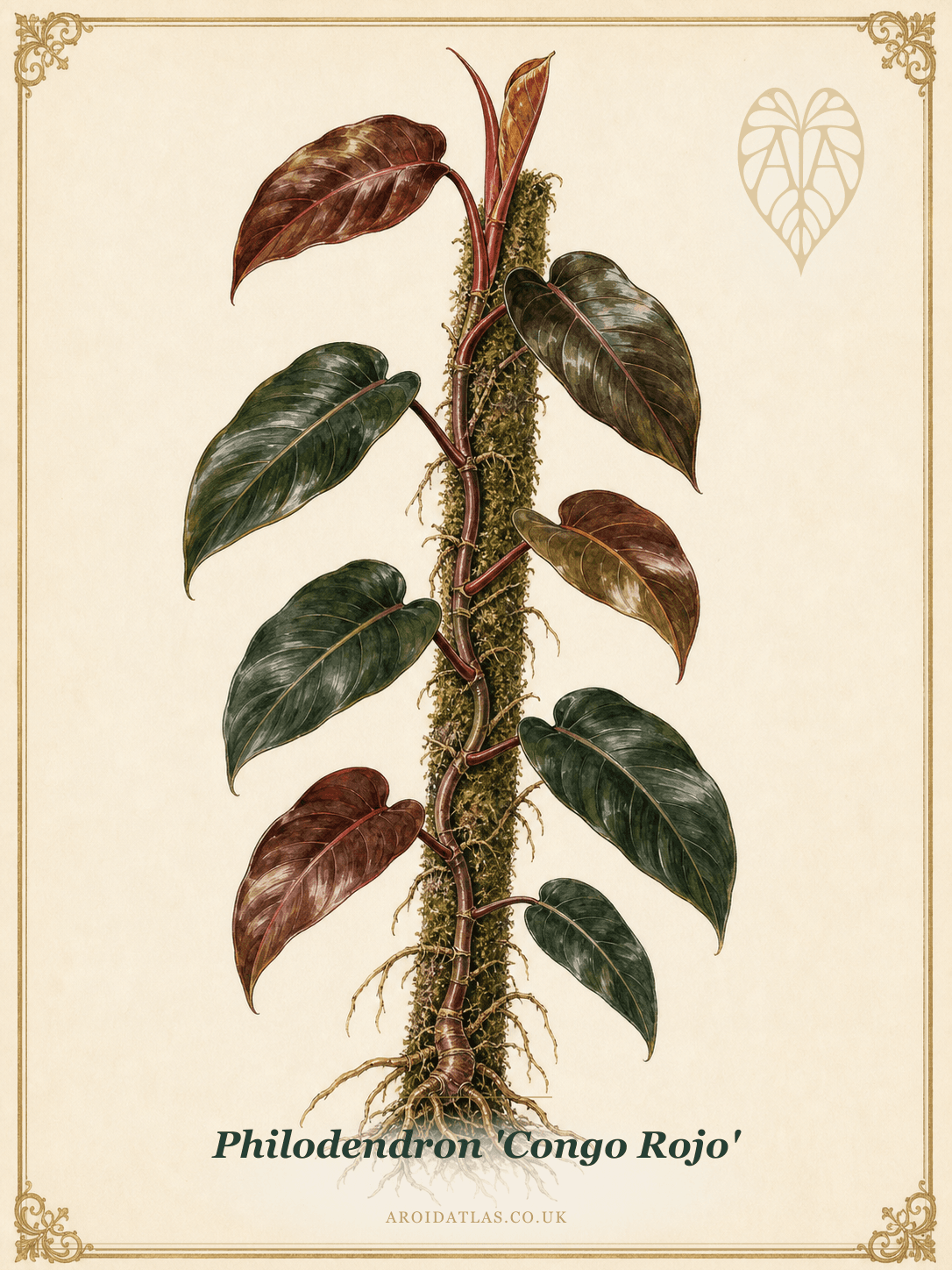 Congo Rojo Philodendron