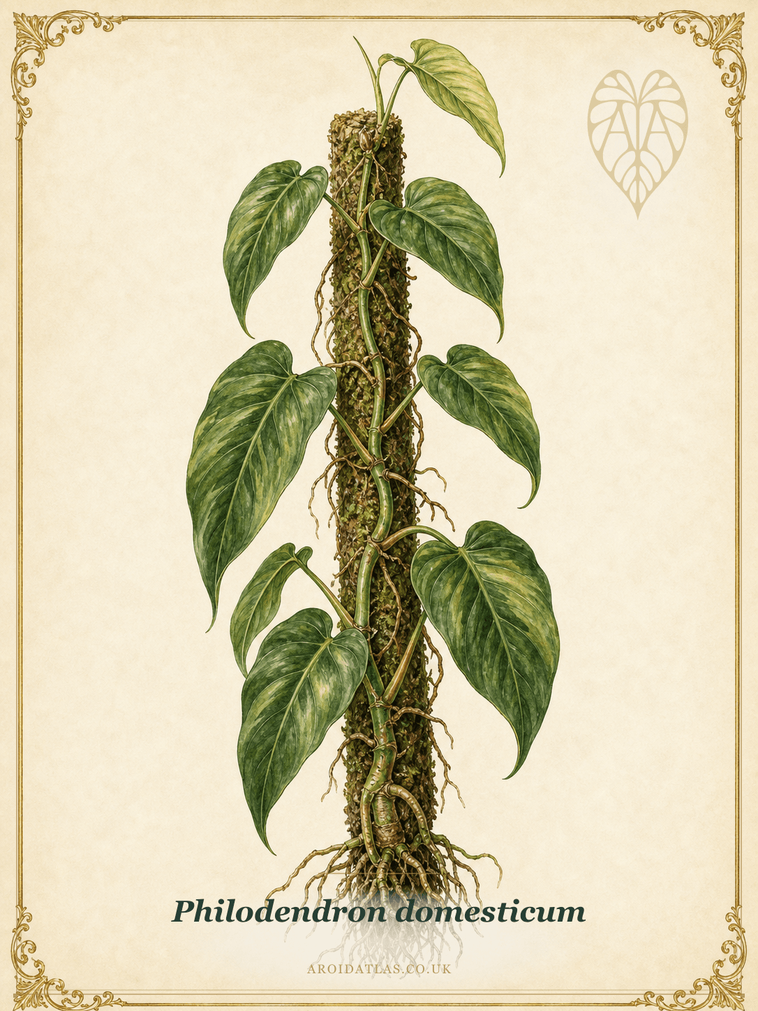 Spade-leaf Philodendron