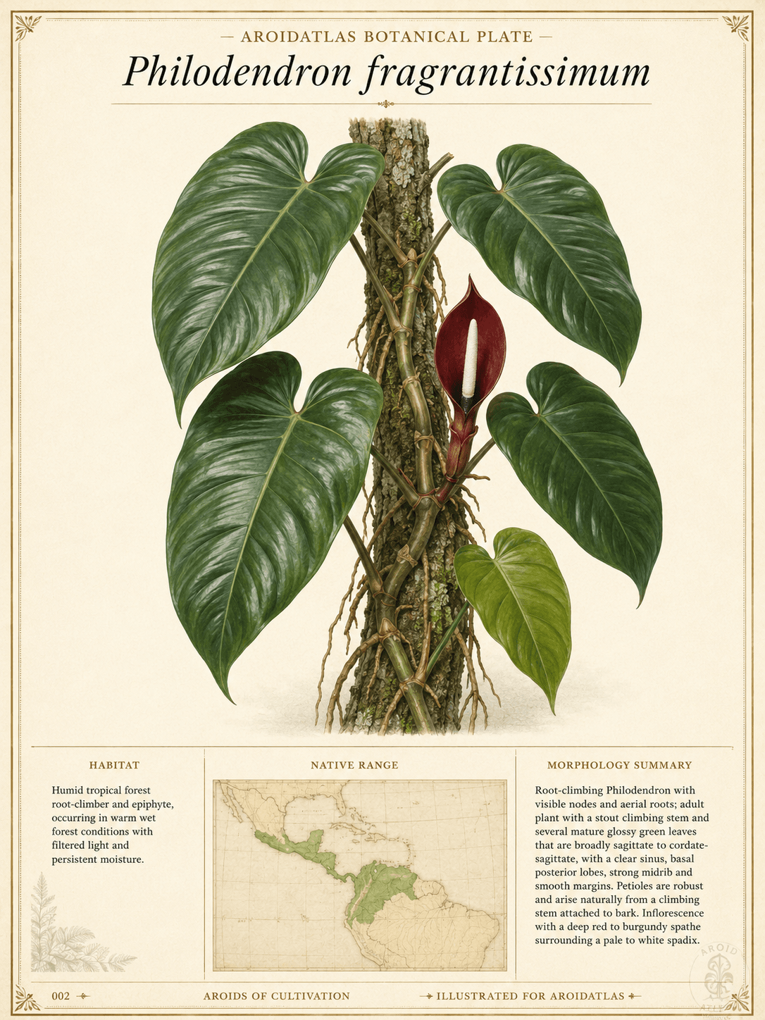 Red Spathe Philodendron