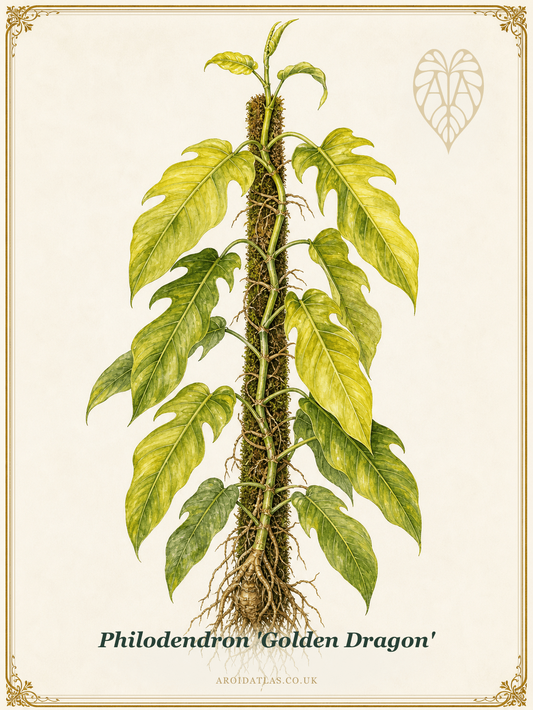 Golden Dragon Philodendron