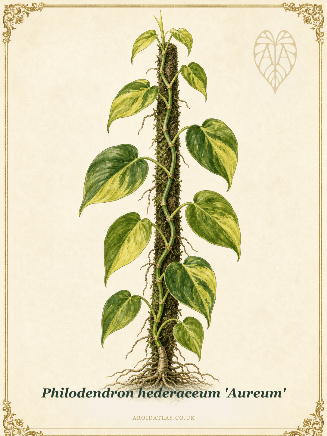 Lemon Lime Heartleaf Philodendron