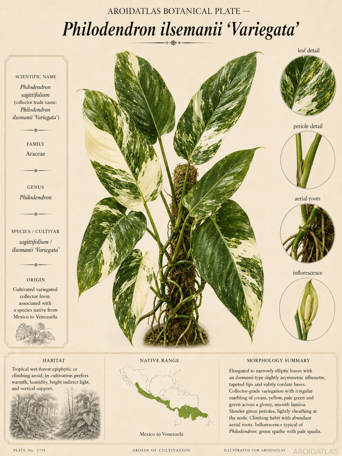 Ilsemannii Variegated Philodendron