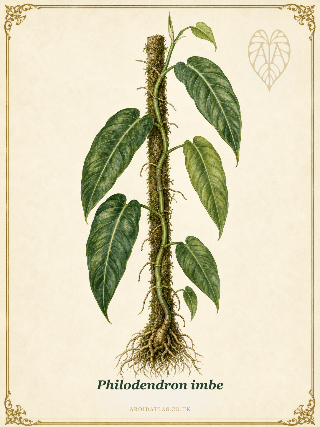 Imbe Philodendron