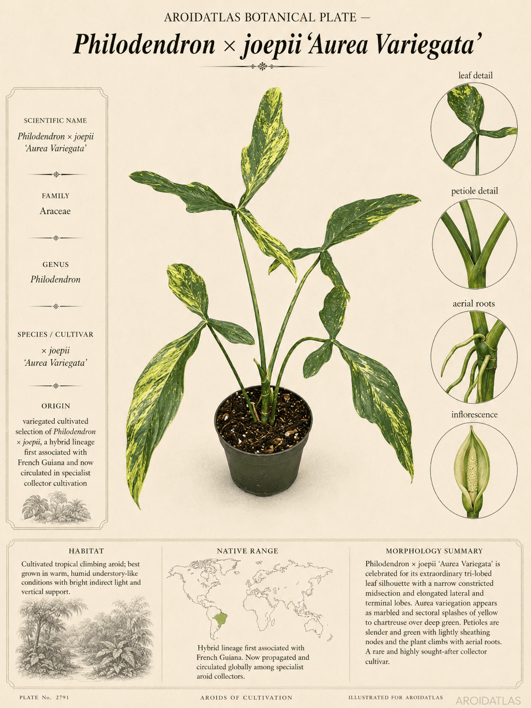 Variegated Joepii Philodendron