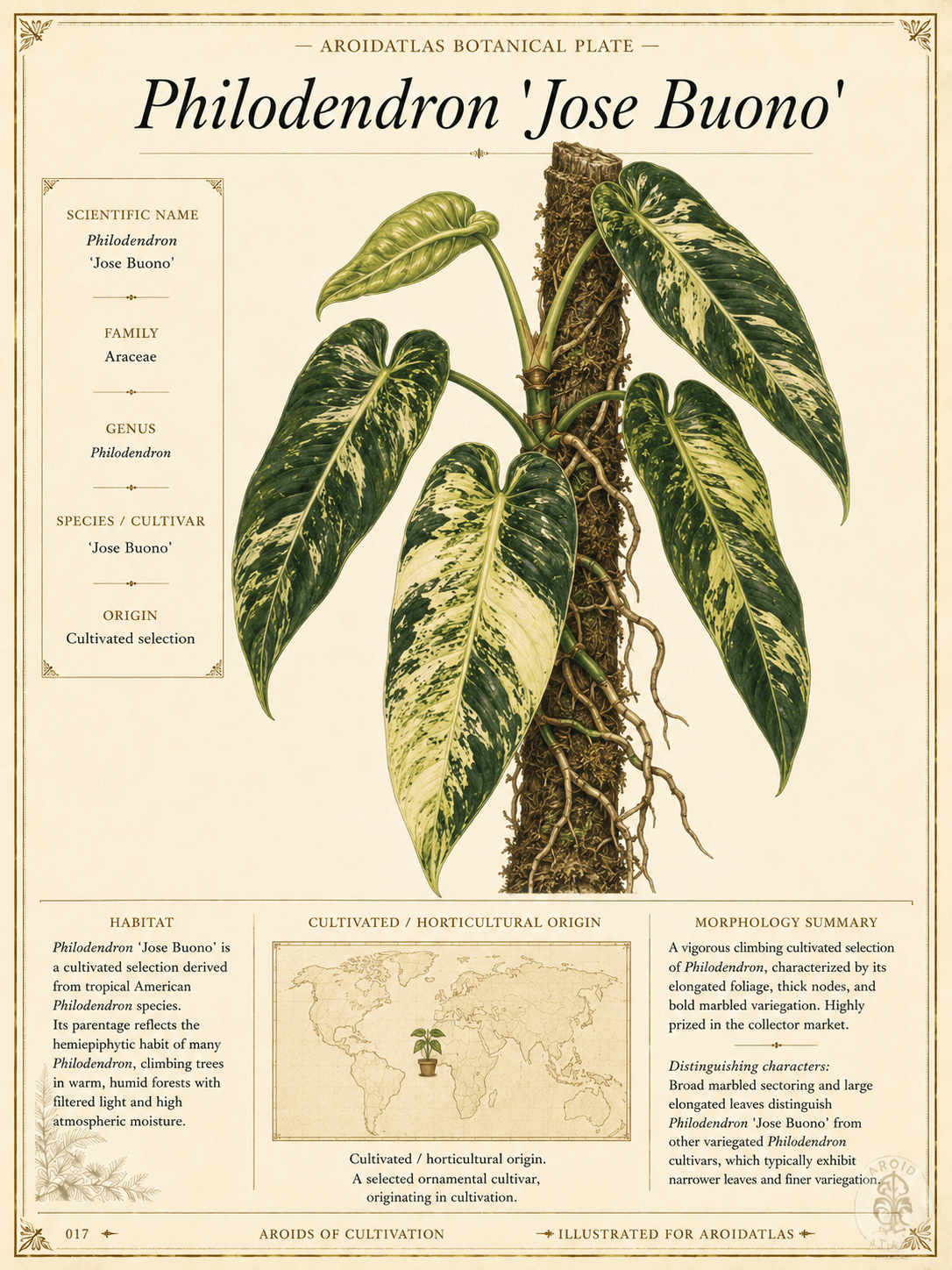 Jose Buono Philodendron