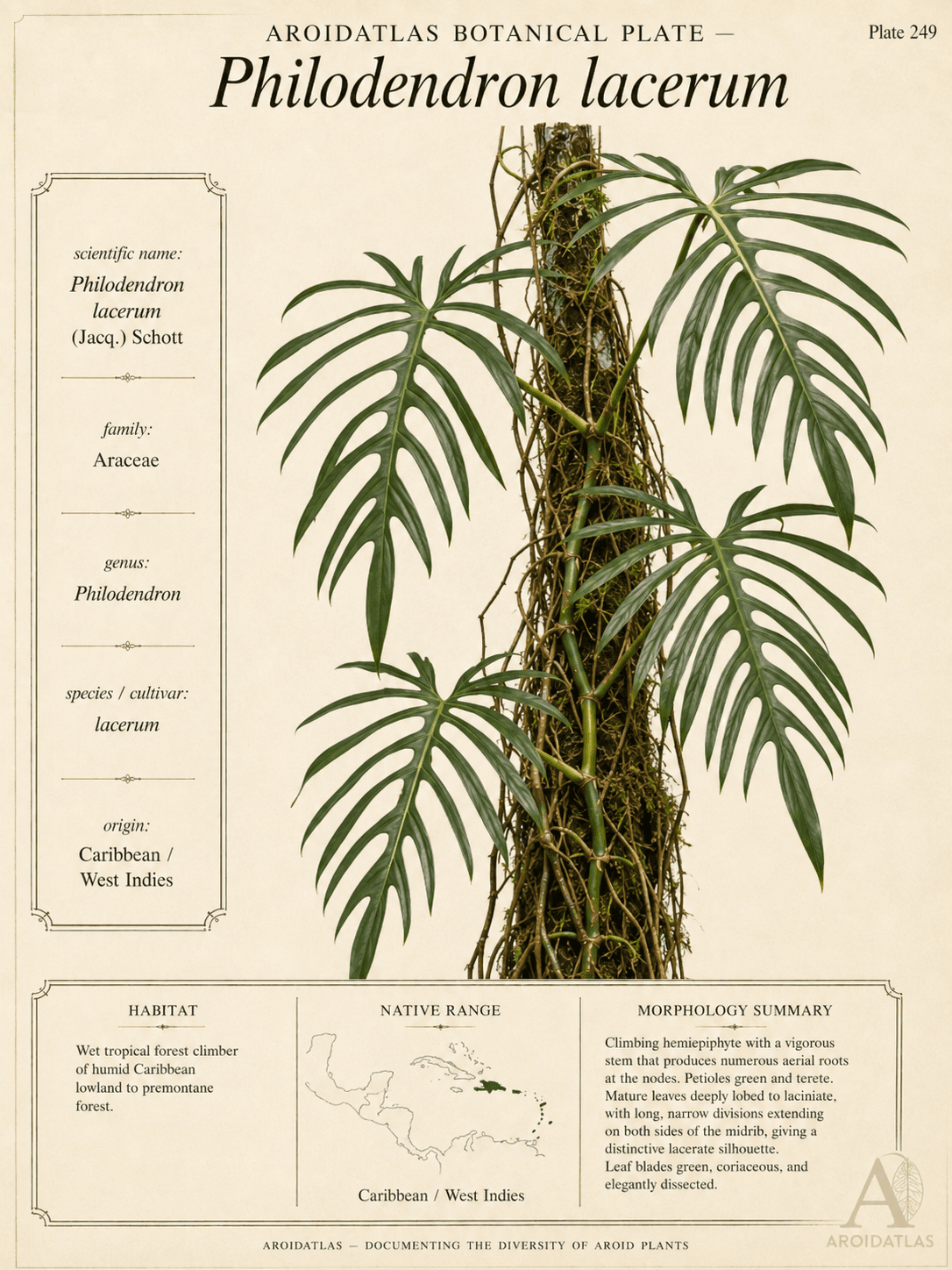 Lobed Leaf Philodendron