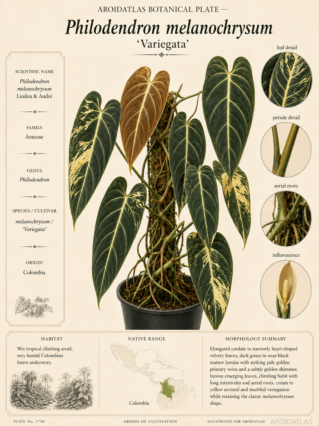 Variegated Melanochrysum Philodendron