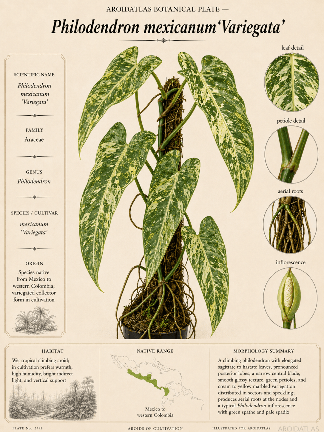 Variegated Mexicanum Philodendron