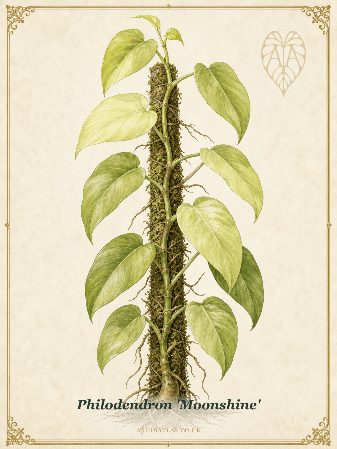 Moonshine Philodendron