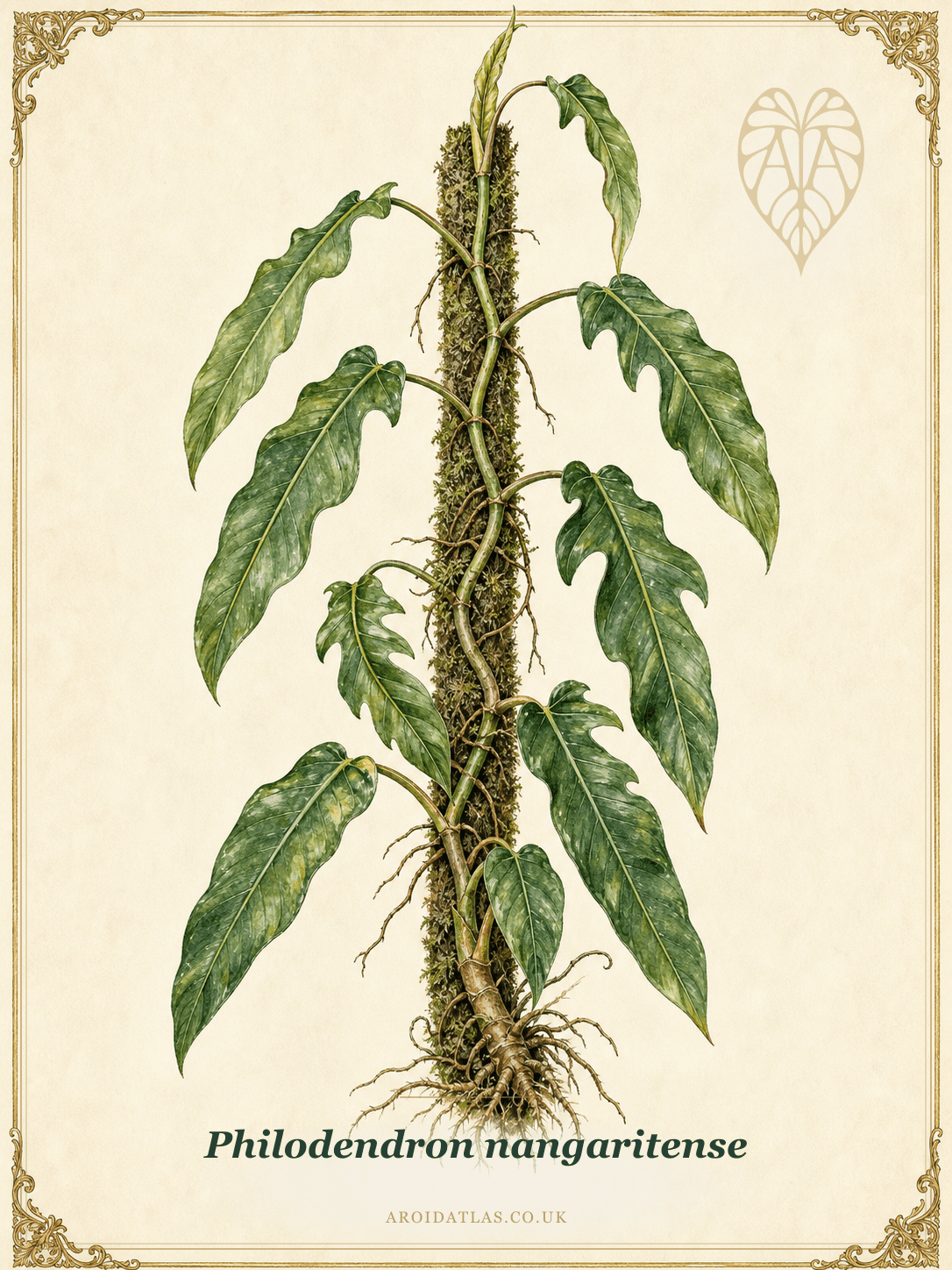 Nangaritense Philodendron