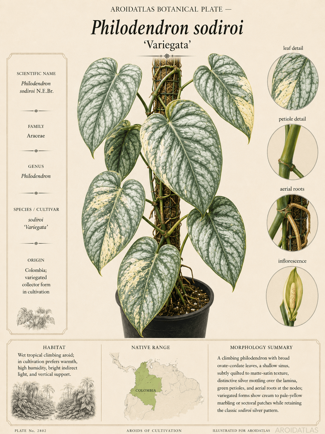 Variegated Sodiroi Philodendron
