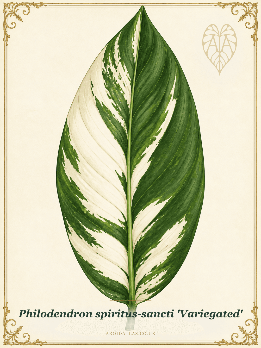 Variegated Holy Spirit Philodendron