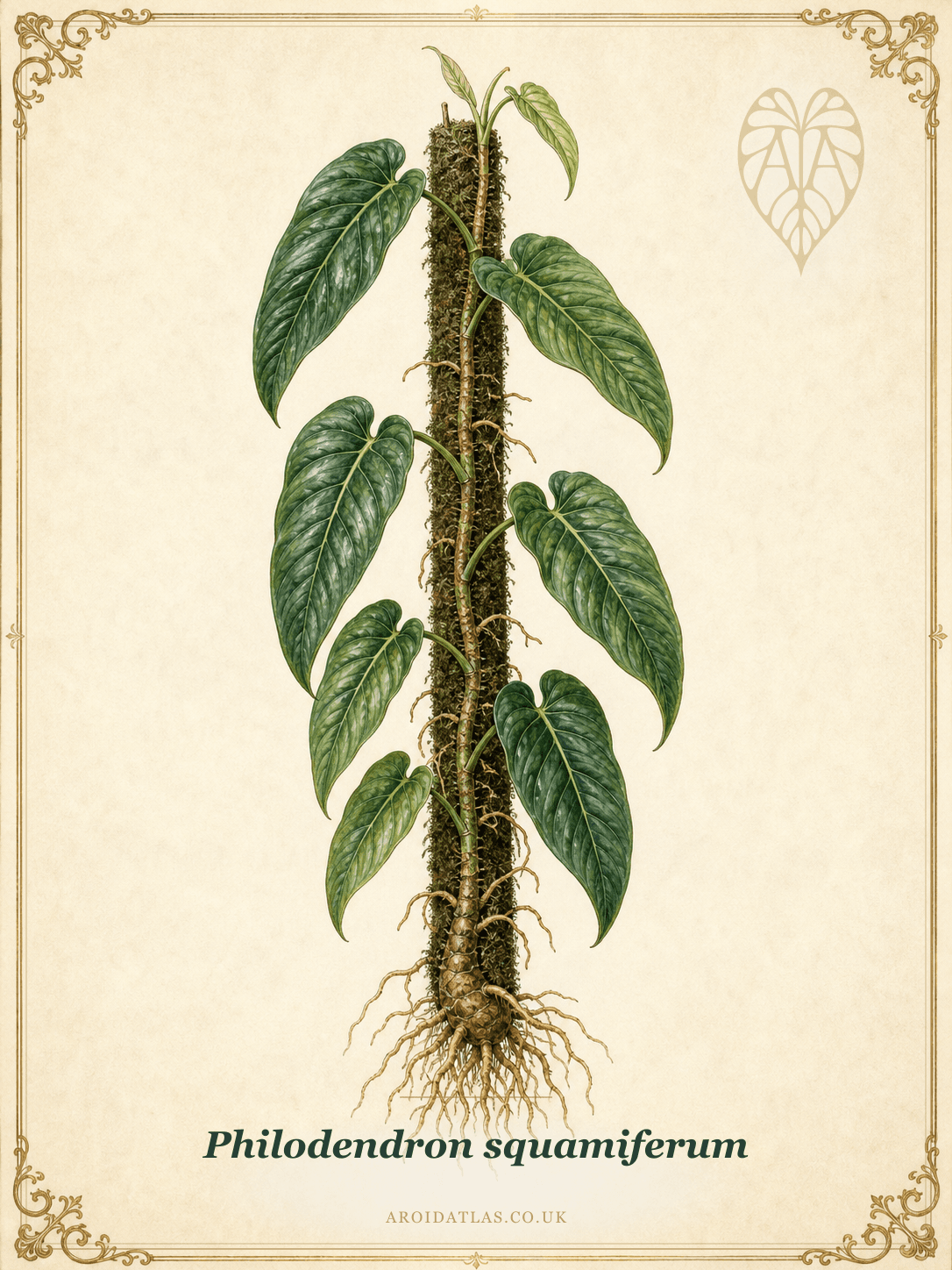 Red Bristle Philodendron