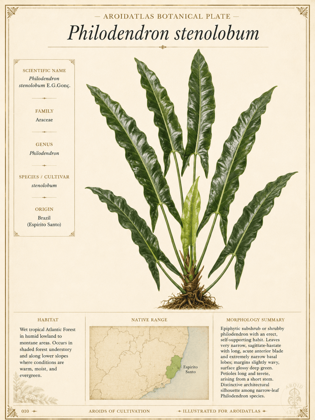 Stenolobum Arborescent Philodendron