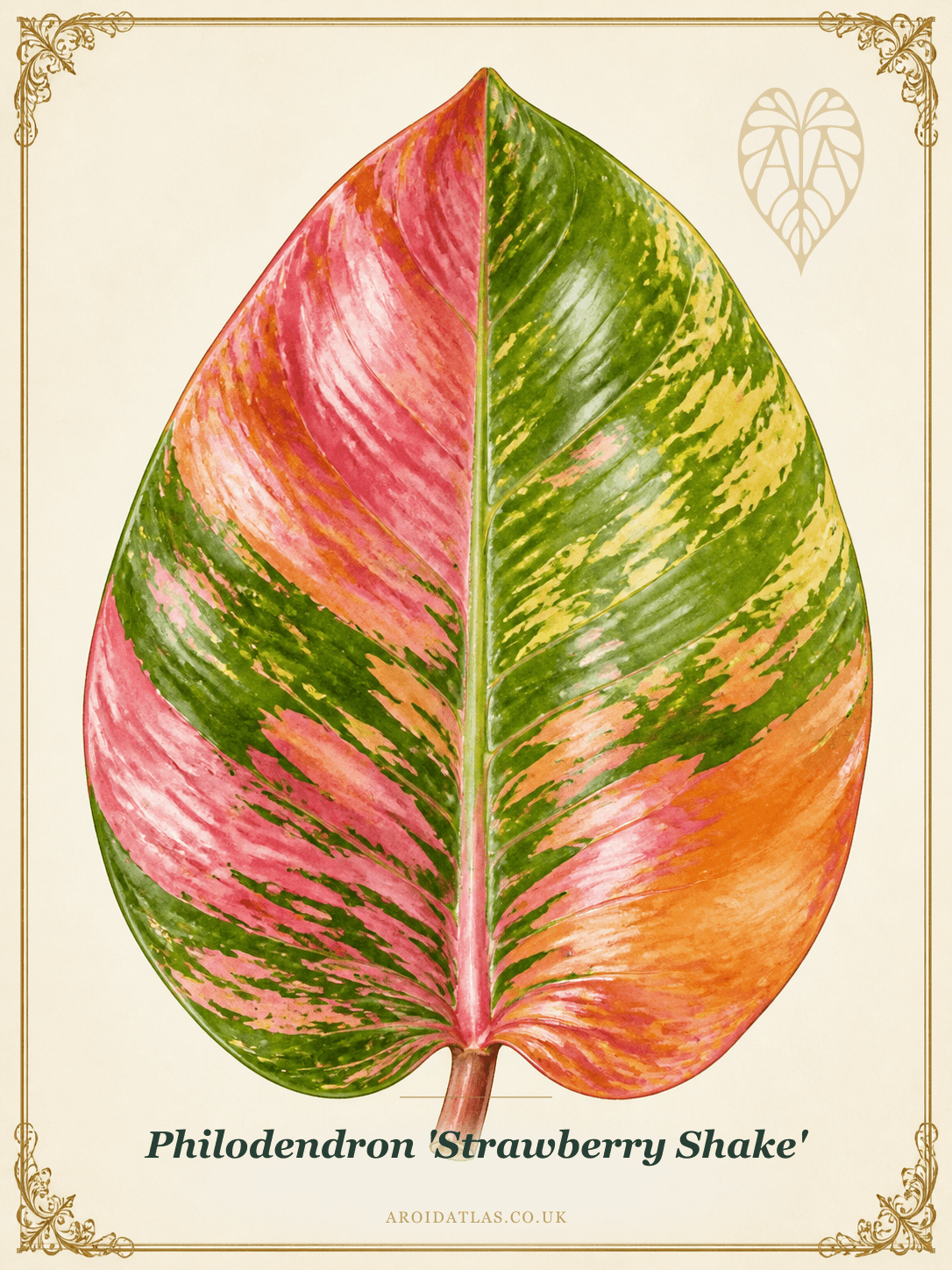 Strawberry Shake Philodendron