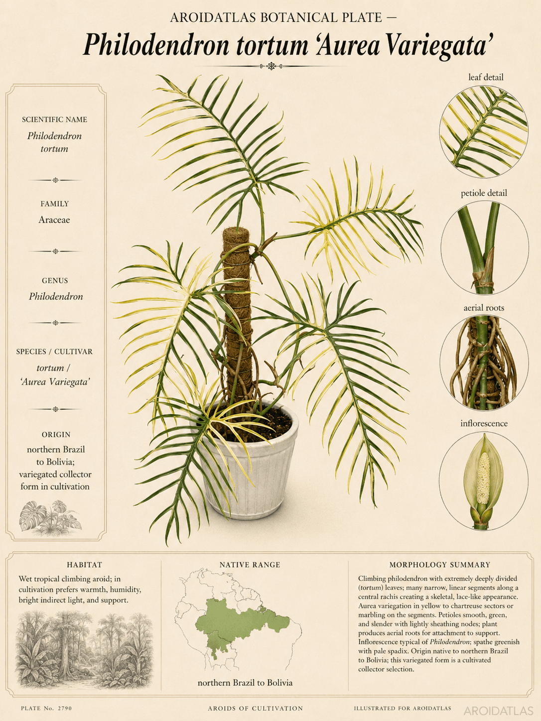Aurea Variegated Tortum