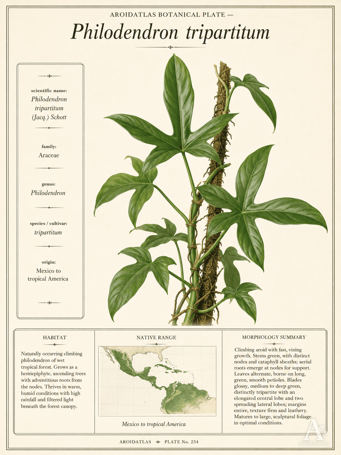 Tripartitum Philodendron