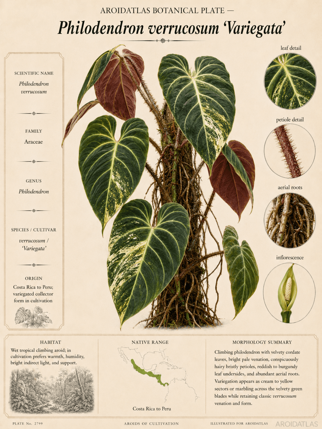 Variegated Verrucosum Philodendron
