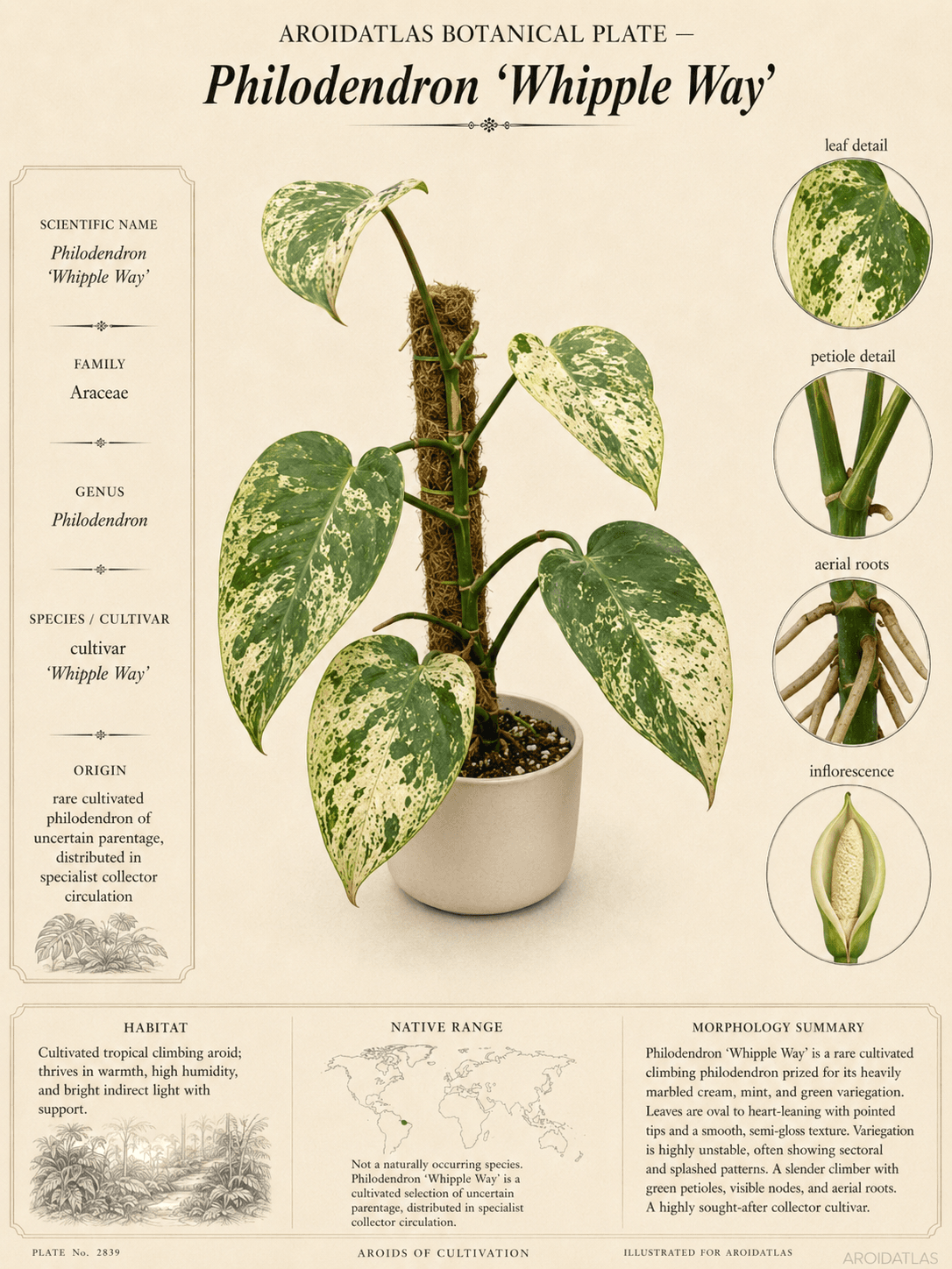 Whipple Way Philodendron