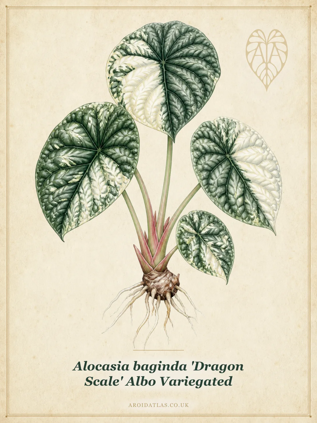 Albo Variegated Dragon Scale