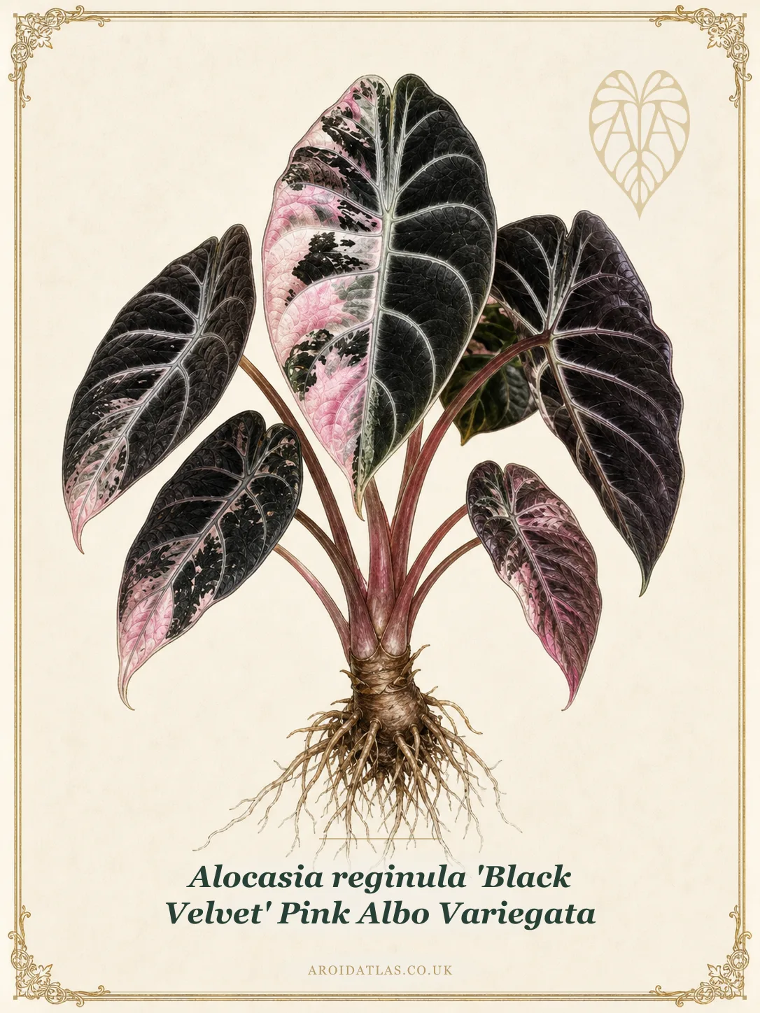 Alocasia Black Velvet Pink Albo Variegata