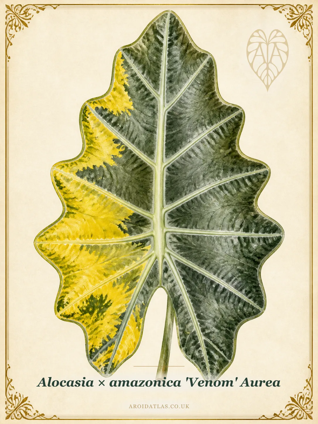 Aurea Variegated Venom Alocasia