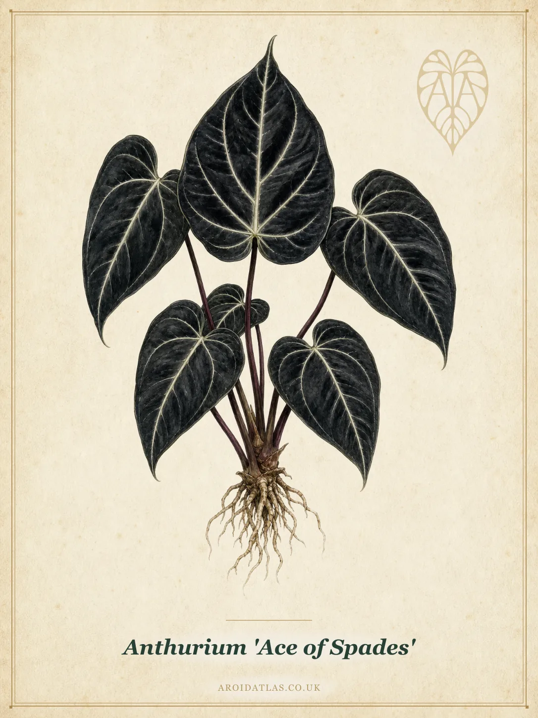 Ace of Spades Anthurium