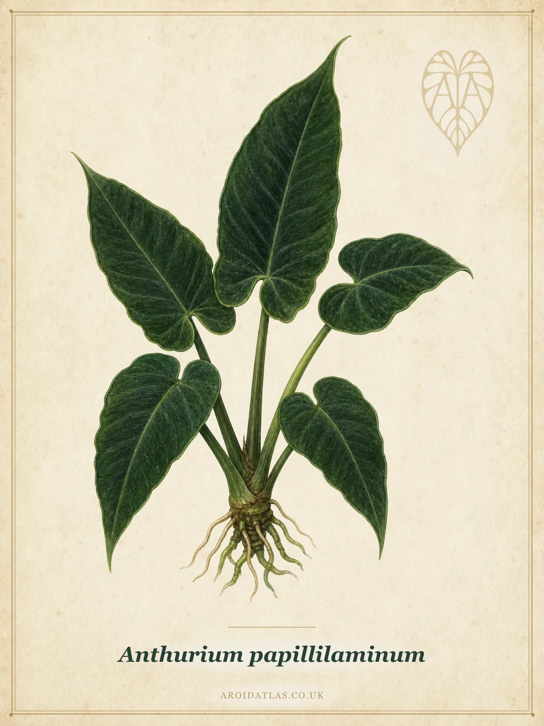 Papillilaminum Anthurium