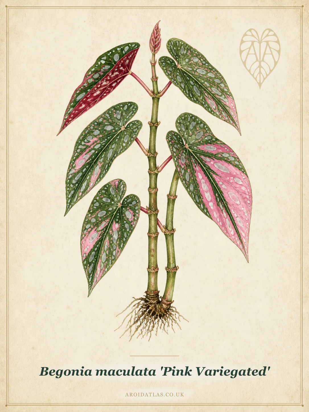 Pink Polka Dot Begonia