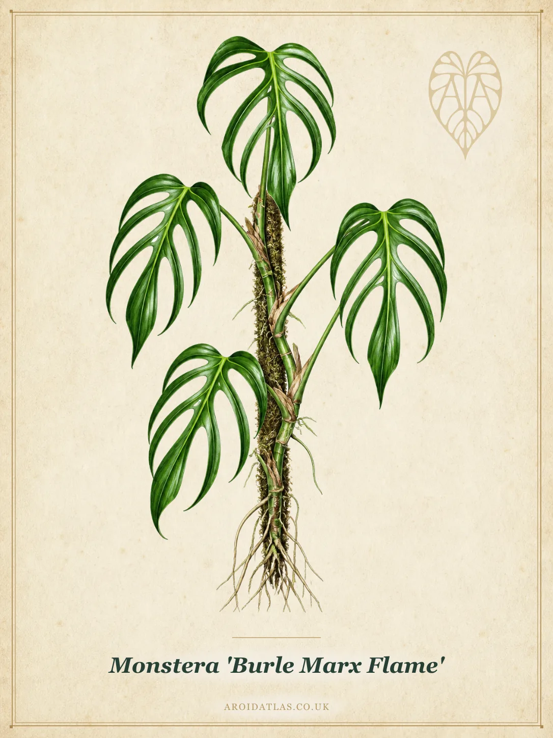 Burle Marx Flame Monstera