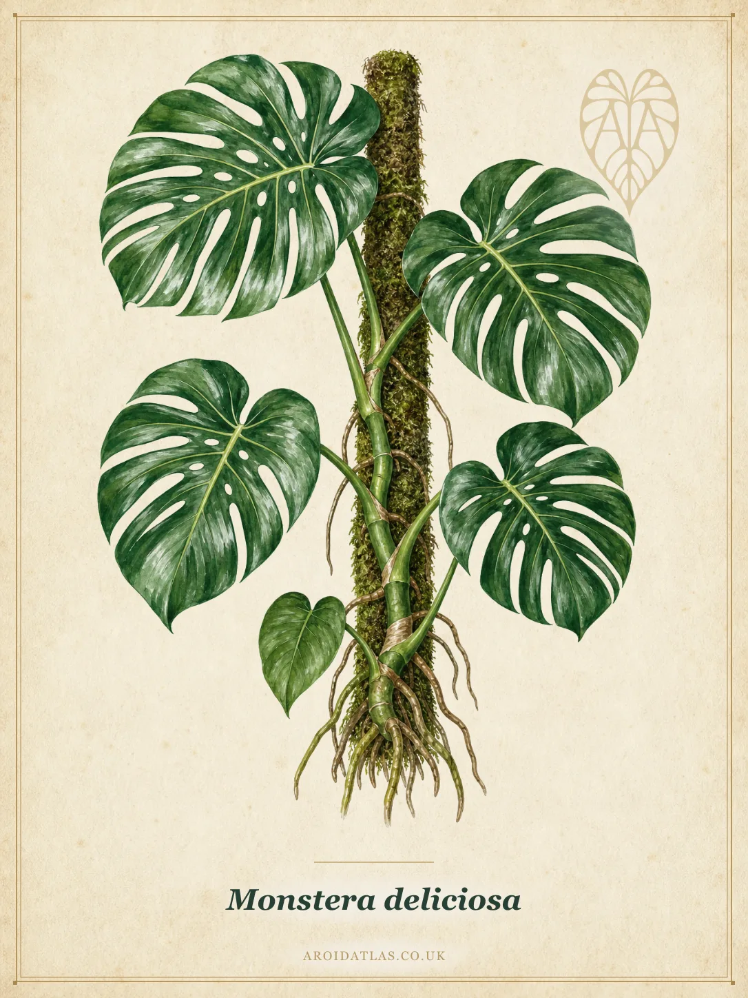 Swiss Cheese Plant