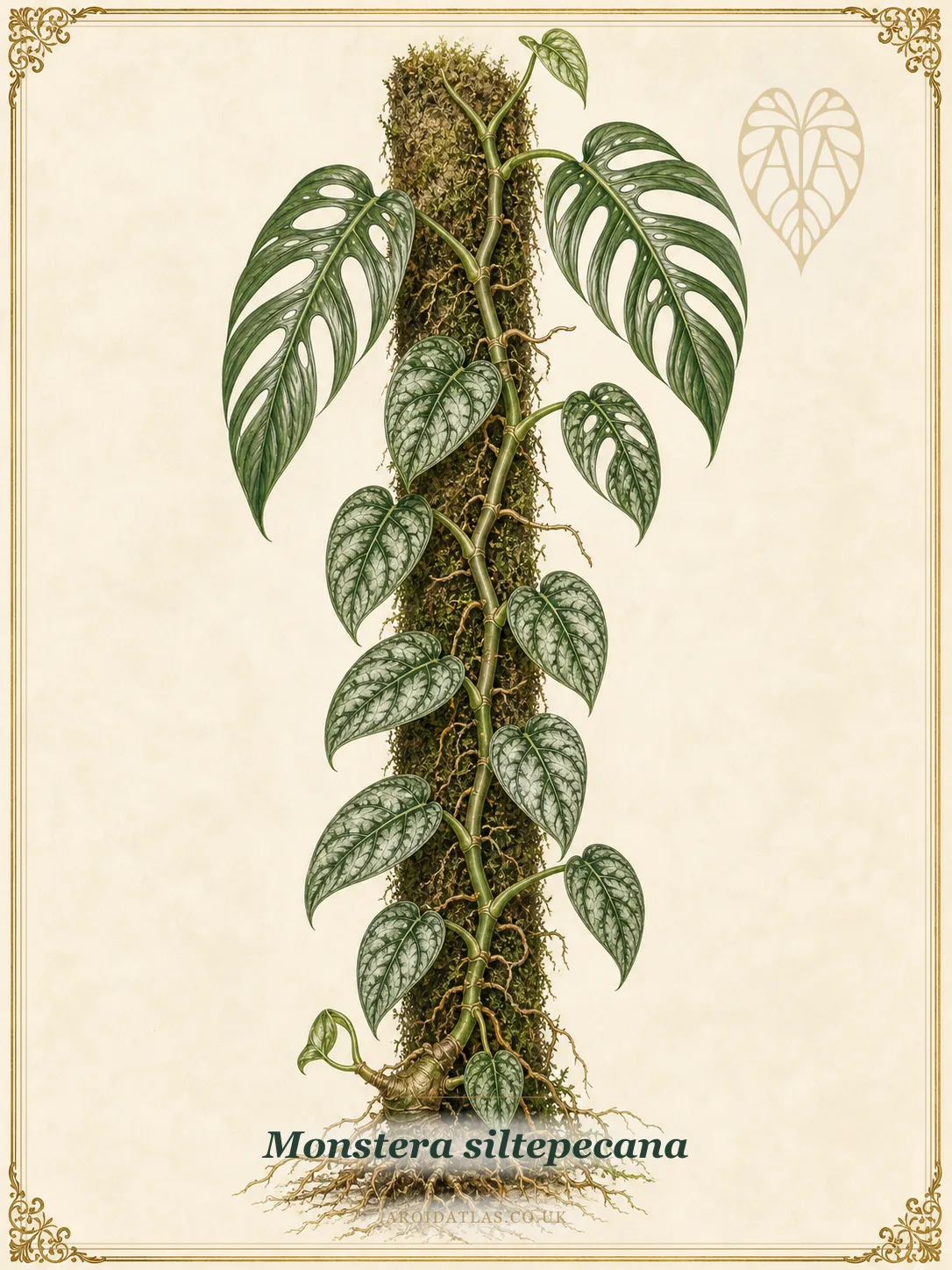 Silver Monstera
