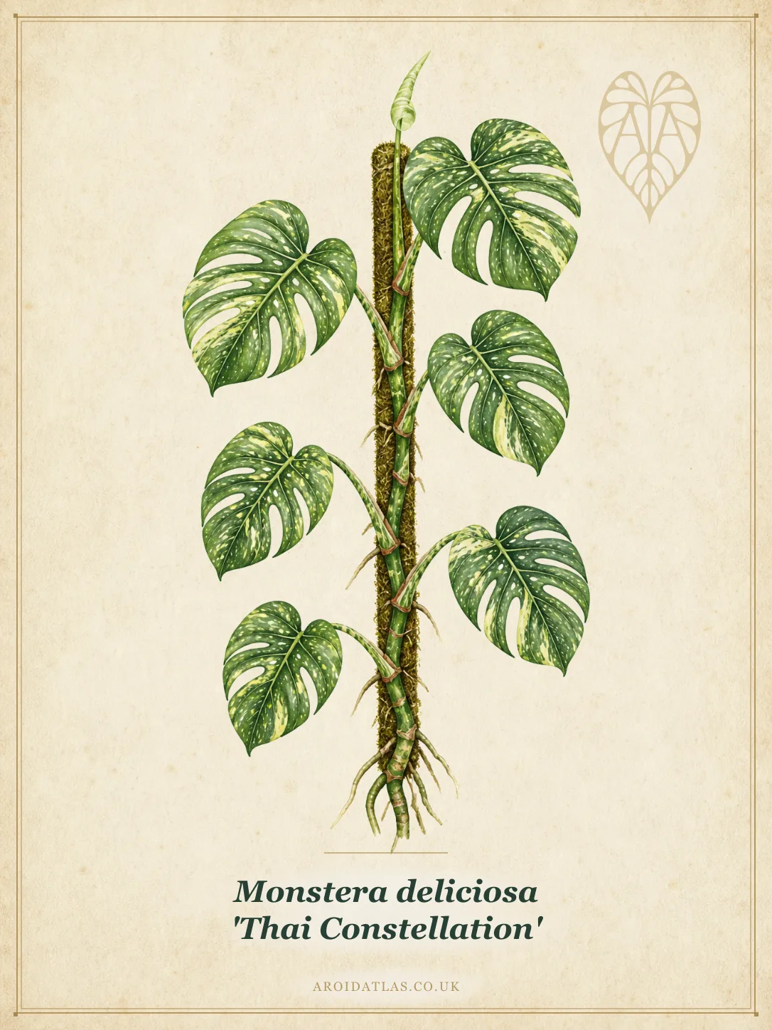 Thai Constellation Monstera