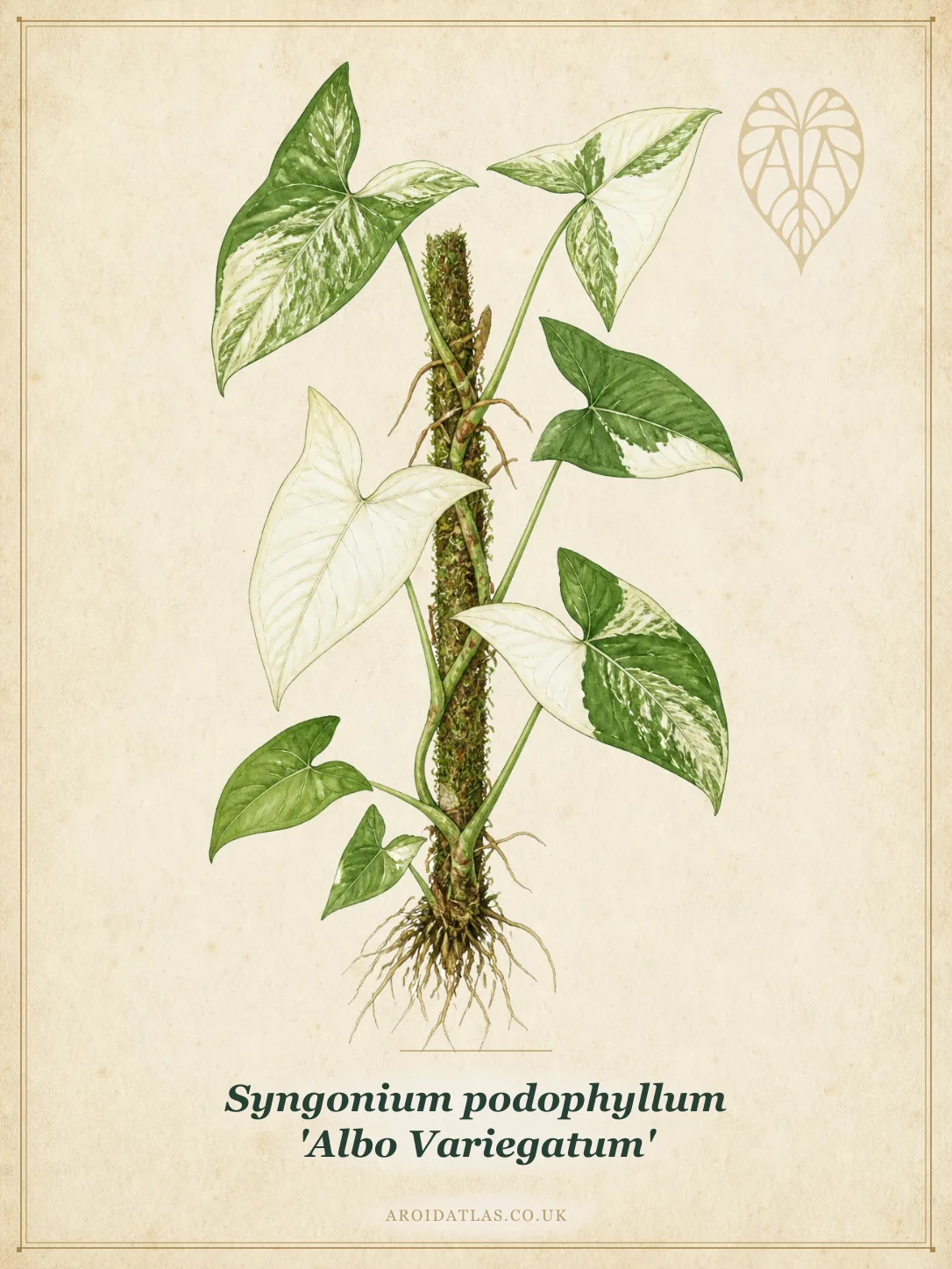 Albo Variegated Syngonium
